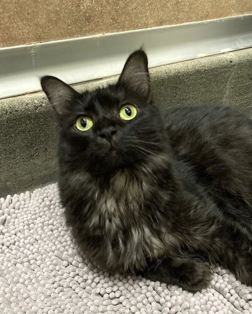 NURSE FLITTERMOUSE 305703 & DR. PUMPKIN 305702 - Domestic Medium Hair available for adoption