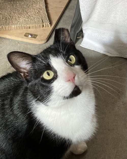picture of the cat needing adoption