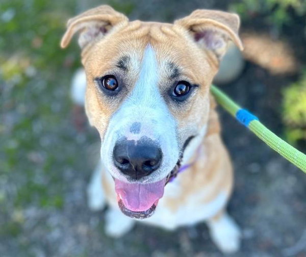 Tyreese A436463