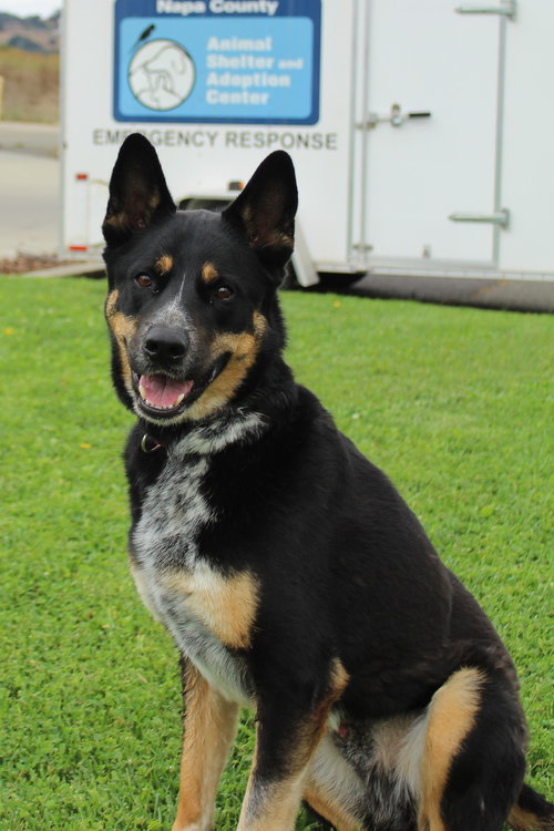 picture of the dog needing adoption