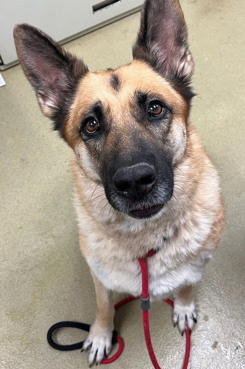 picture of the dog needing adoption