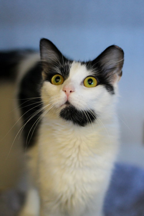 picture of the cat needing adoption