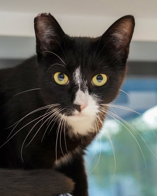 SELKIE 307474 - Domestic Short Hair available for adoption