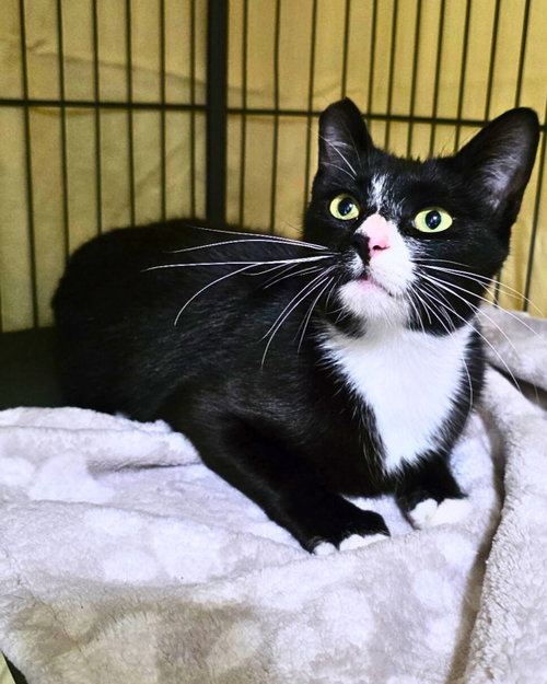 SELKIE 307474 - Domestic Short Hair available for adoption