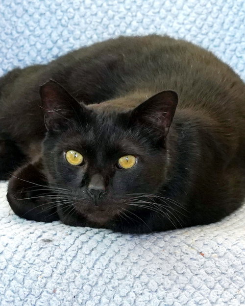 HARRISON 307475 - Domestic Short Hair available for adoption