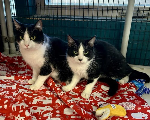 BECKY 307573 AND SILVIA 307572 - Domestic Short Hair available for adoption