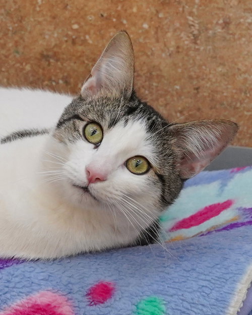 SPIDER 307031 - Domestic Short Hair available for adoption