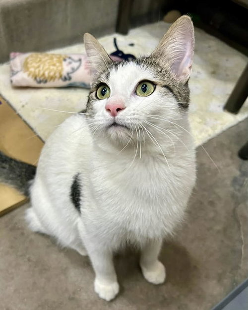 SPIDER 307031 - Domestic Short Hair available for adoption