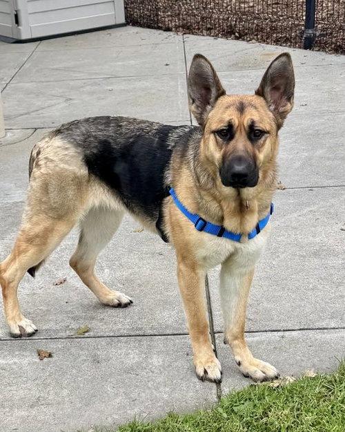 LYDIA 307418 - German Shepherd Dog available for adoption