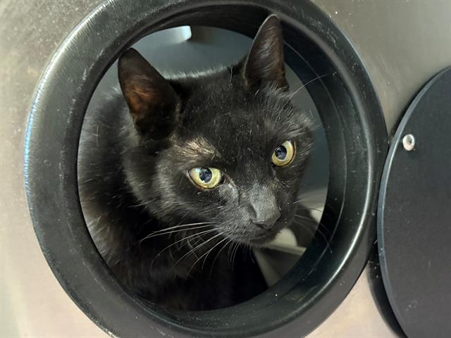 Missy A437697 Image