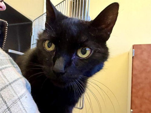 MISSY A437697 - Domestic Short Hair available for adoption