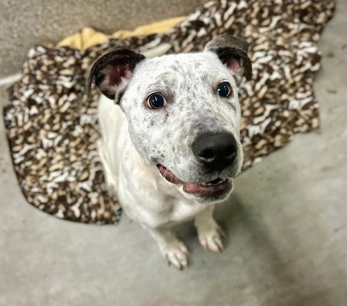 MIKAH A437943 - Pit Bull Terrier / Australian Cattle Dog/Blue Heeler available for adoption