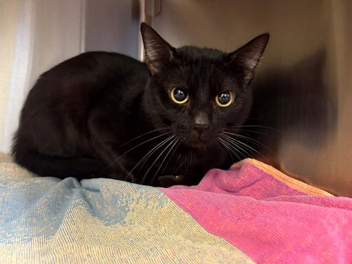 BOBBY A436729 - Domestic Short Hair available for adoption