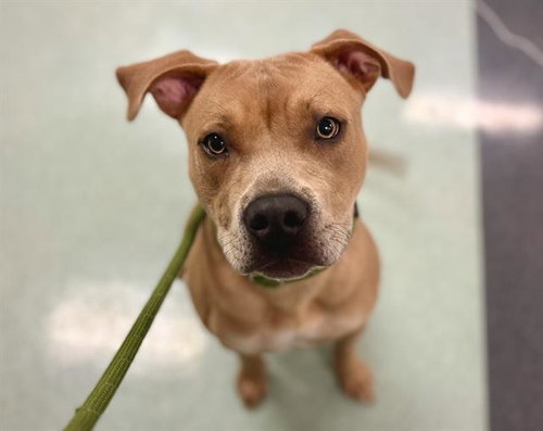 ASHLEY A434018 - Pit Bull Terrier available for adoption