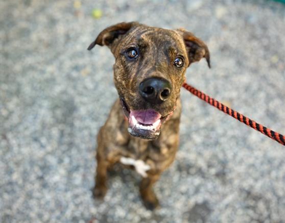 Benji A433583