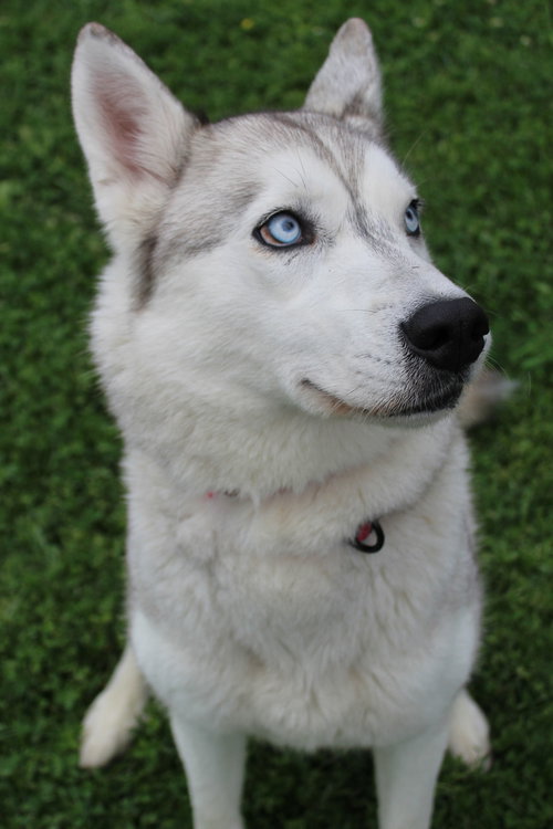 picture of the dog needing adoption
