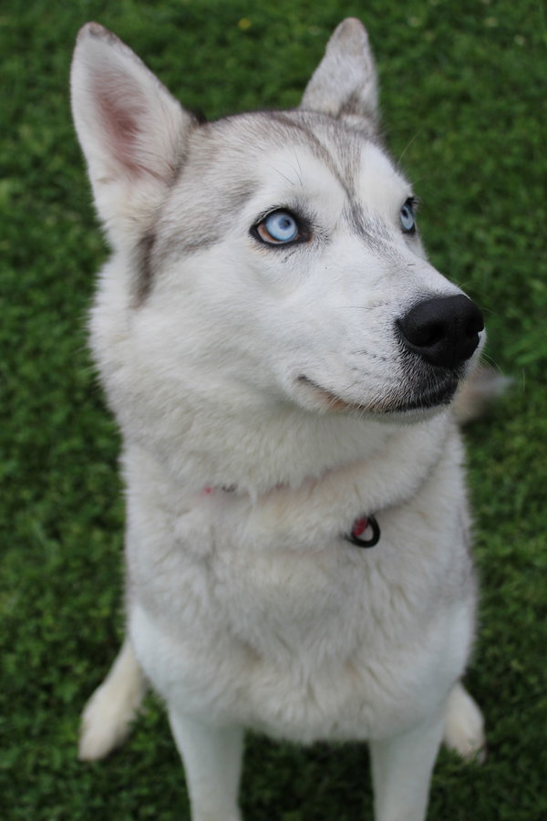 Azula 41504