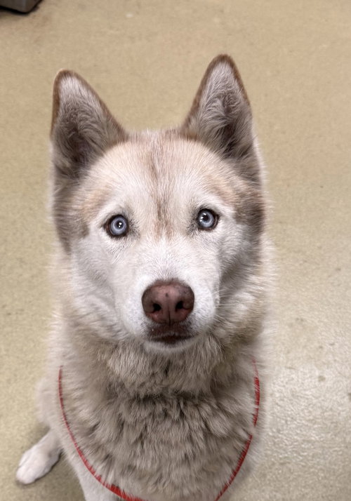 picture of the dog needing adoption