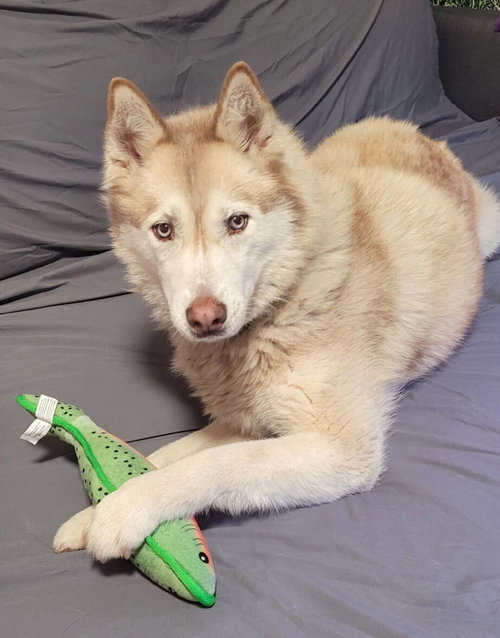 RAYO 32971 - Siberian Husky available for adoption