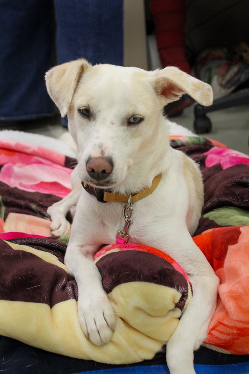 WIGGLES 51425 - Jack Russell Terrier available for adoption