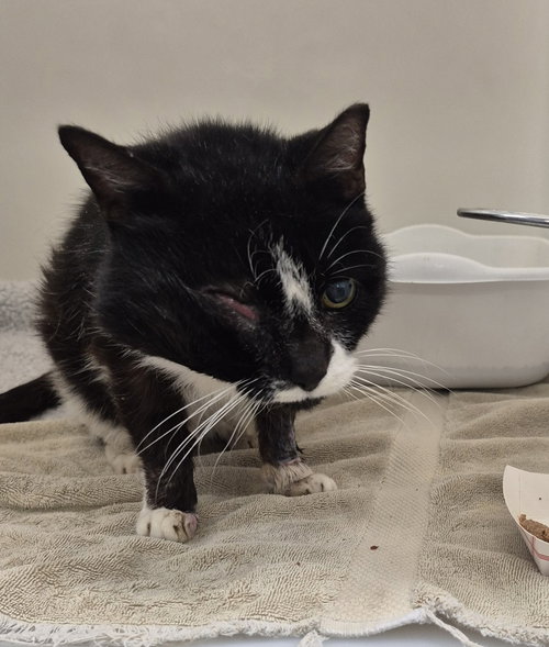 51614 - Domestic Short Hair available for adoption