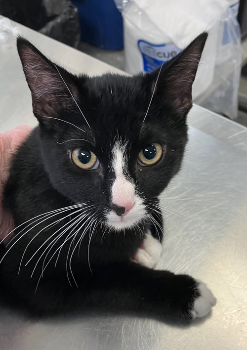 ORION 51635 - Domestic Short Hair available for adoption