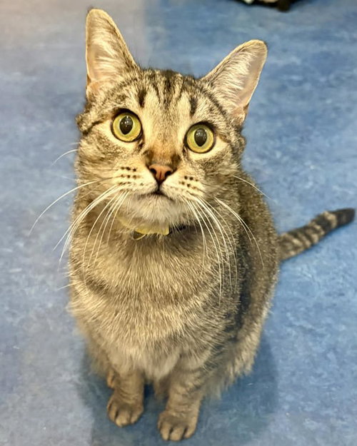 picture of the cat needing adoption