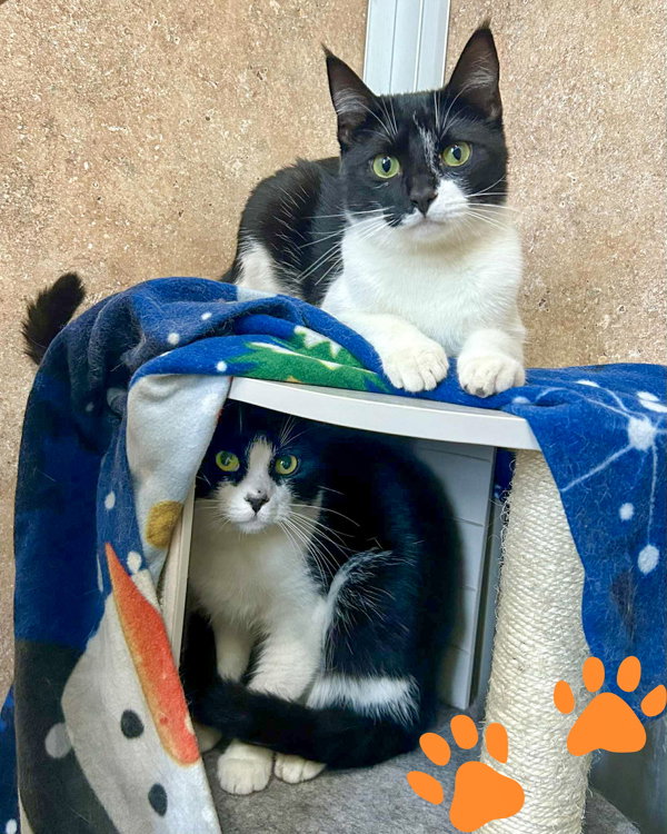 Lizzie 299474 and Gordo 299472 Image