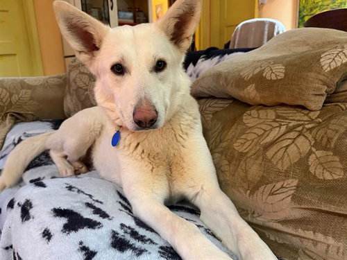 picture of the dog needing adoption