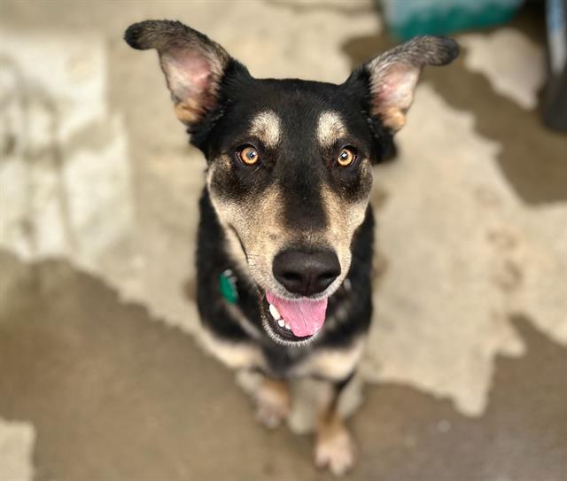 Marty A437455
