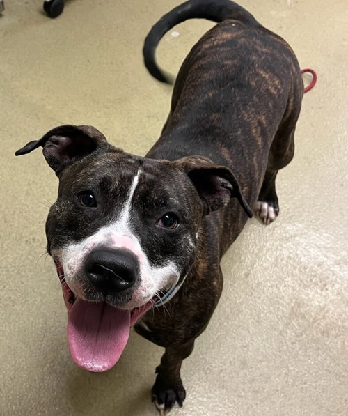 picture of the dog needing adoption