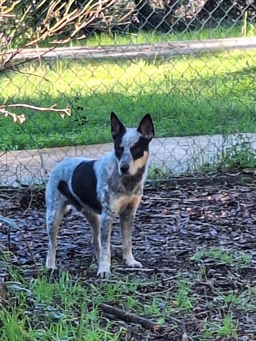 picture of the dog needing adoption
