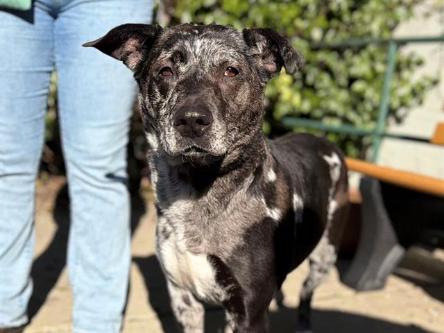 Bethany Gladys A438468