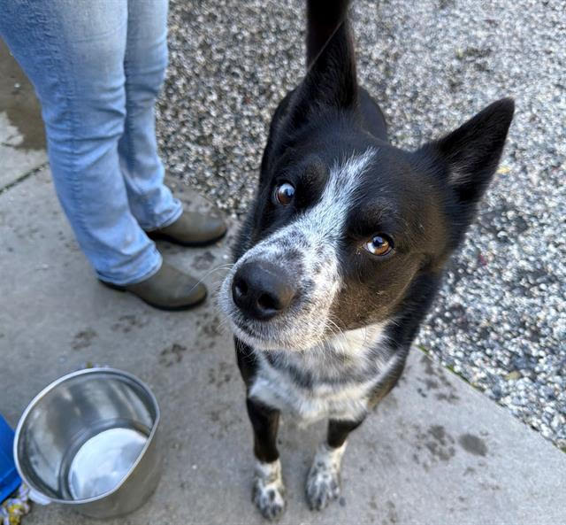 Pete A438513 Image