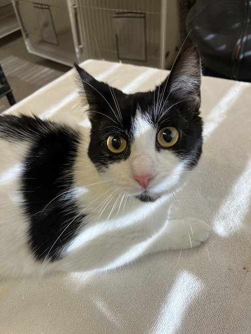 picture of the cat needing adoption