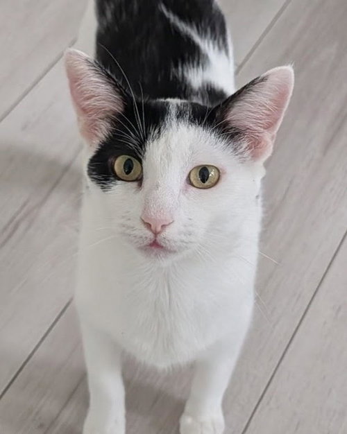 picture of the cat needing adoption