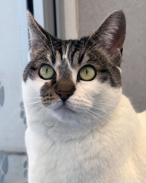 picture of the cat needing adoption
