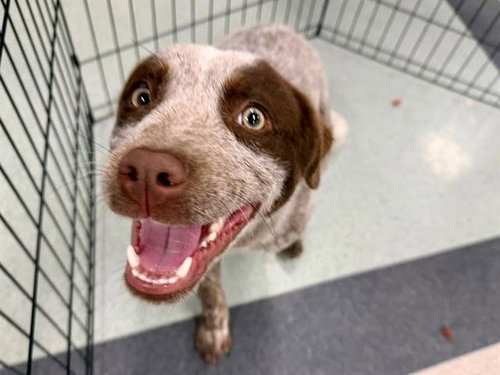 picture of the dog needing adoption