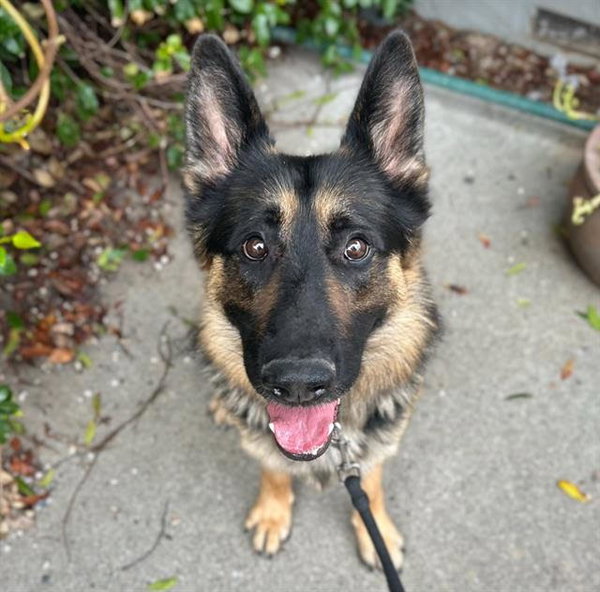 Henry A437787