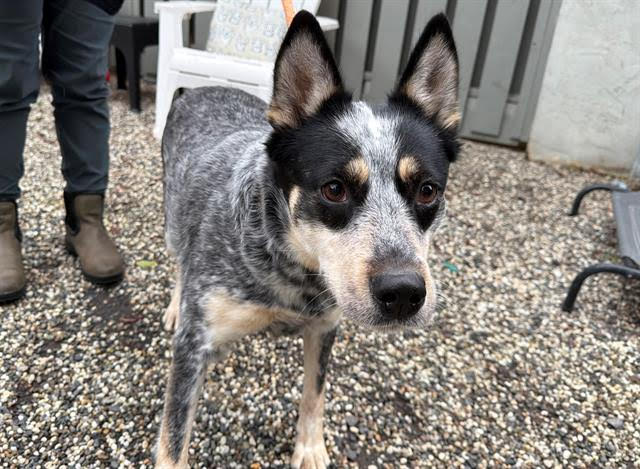 Piper A438512
