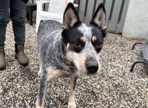 picture of the dog needing adoption