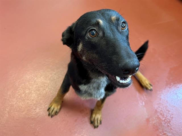 Lady A436432