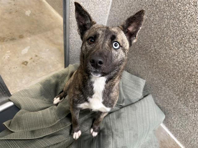 Lindsey A438689