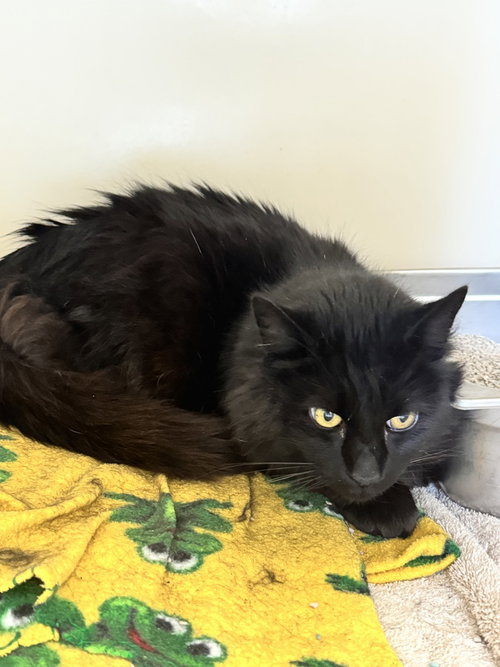 picture of the cat needing adoption