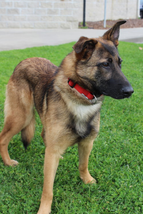 picture of the dog needing adoption