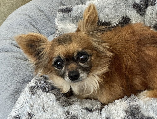 picture of the dog needing adoption