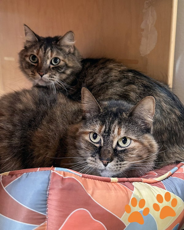 Chloe 308271 & Pancha 308272 Image