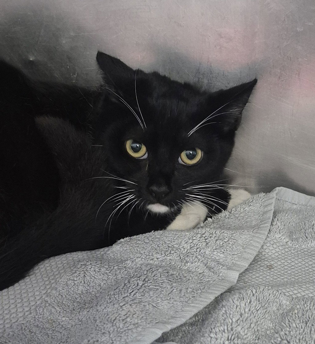 Dottie 50938 Image