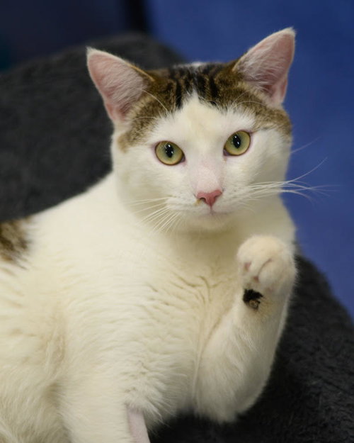 picture of the cat needing adoption