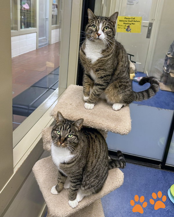 Bernie 308354 and Cleo 308355 Image